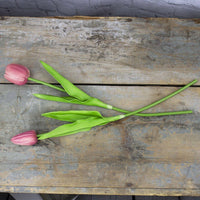 Large Dark Pink Tulip Stem