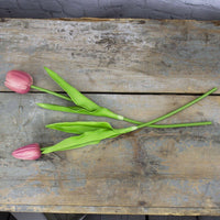 Large Dark Pink Tulip Stem