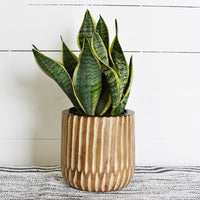 Carved Wood Planter