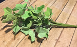 Ivy Mini Bunch - Simple Pleasures ~ Bountiful Treasures