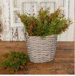 Brown & Green Cedar Bushes with Berries