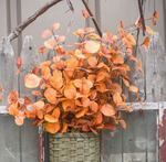 Rusty Orange Eculyptus Stem