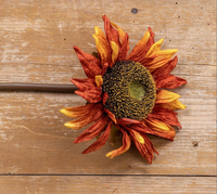Flame Sunflower