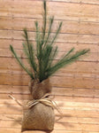 12" Feather Tree - Simple Pleasures ~ Bountiful Treasures