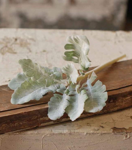 Dusty Miller - Simple Pleasures ~ Bountiful Treasures