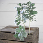 Large Stem Lambs Ear - Simple Pleasures ~ Bountiful Treasures